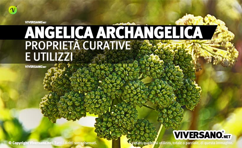 Pianta di angelica archangelica
