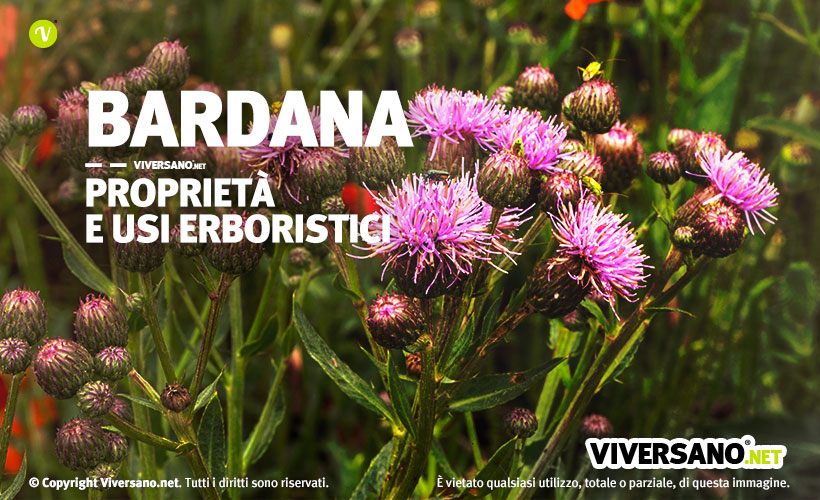 Immagine di pianta di bardana con fiori sbocciati e chiusi