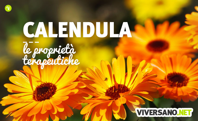 Calendula: le proprietà, i benefici e le controindicazioni