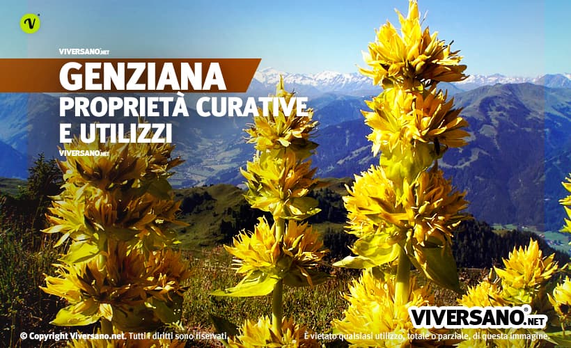 Pianta di genziana maggiore con fiori gialli