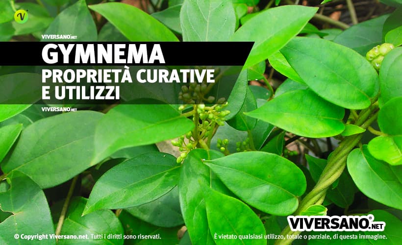 Pianta di gymnema sylvestre