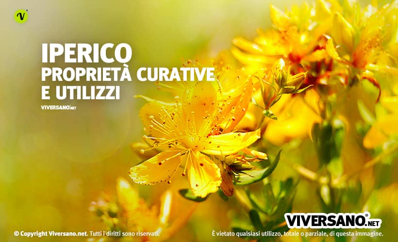 Fiori gialli della pianta di Iperico