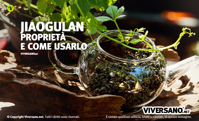 Gynostemma in foglie dentro la teiera