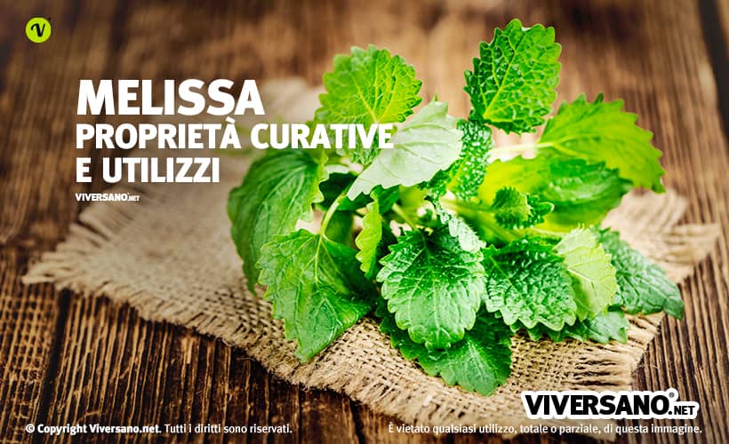 Foglie di melissa fresca sopra un tavolo