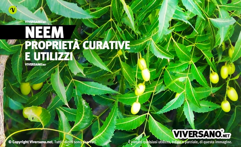 Pianta con foglie e frutti del neem