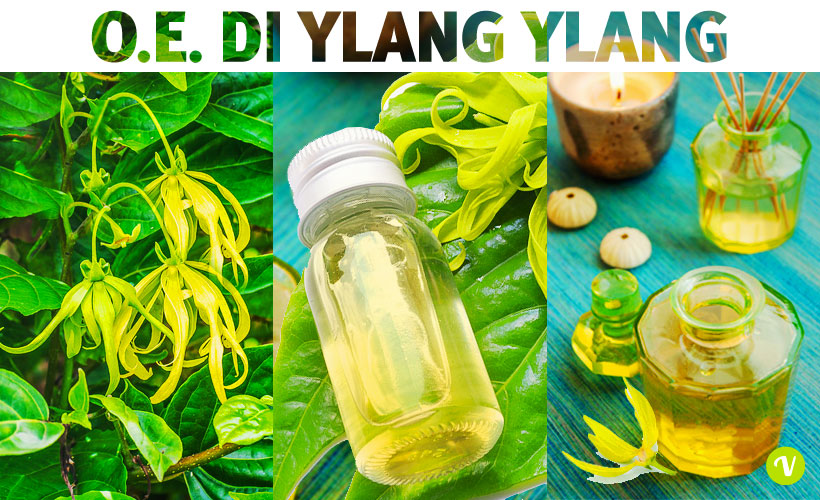 Usi e benefici dell'olio essenziale di ylang ylang