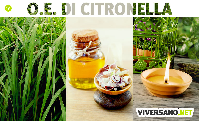 Olio essenziale di citronella: usi e benefici