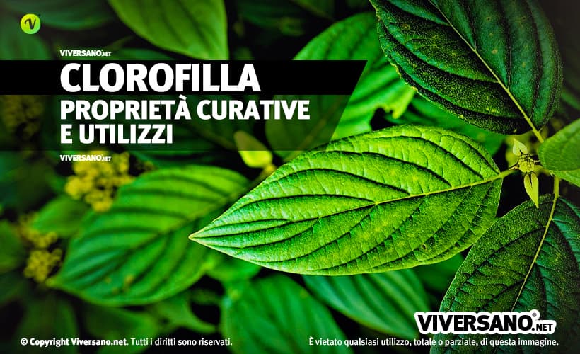 Clorofilla proprietà e benefici