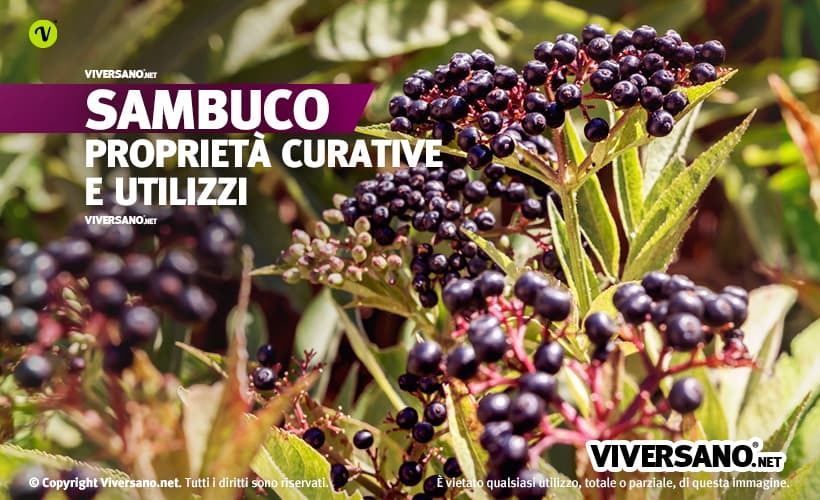 Bacche di sambuco nero