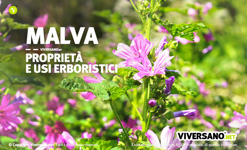 Immagine con fiori e foglie di malva in un prato