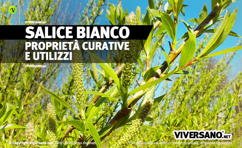 Salice bianco in erboristeria