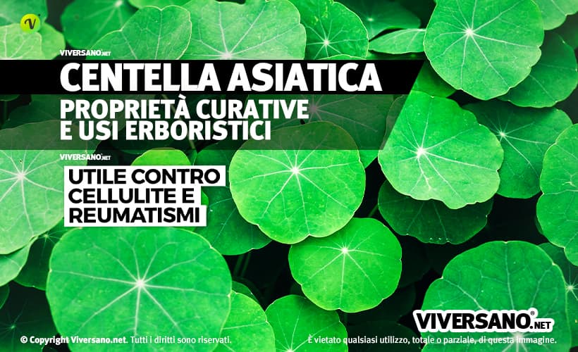 Foglie di centella asiatica