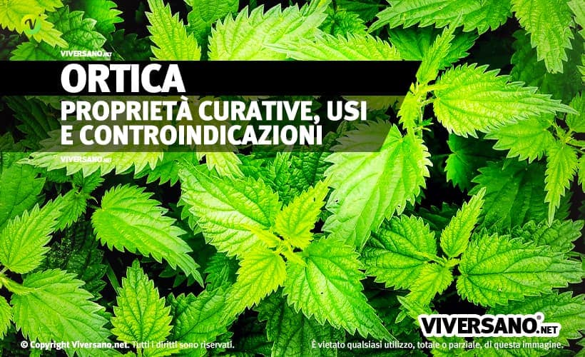 Piante e foglie di ortica