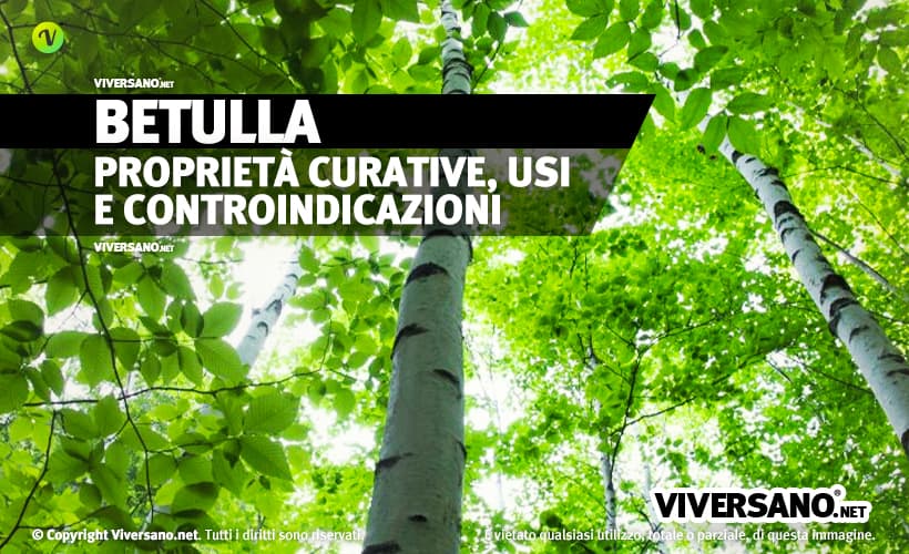 i benefici della betulla in erboristeria