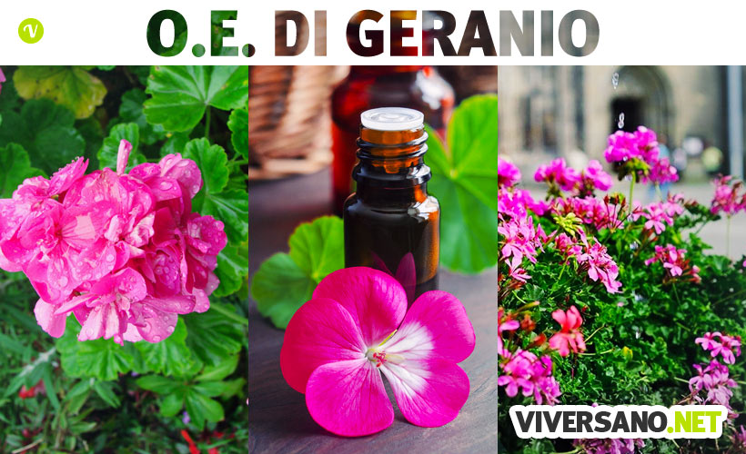 Olio essenziale di geranio: usi e proprietà