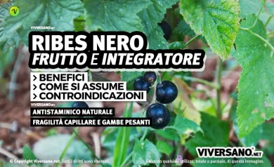 Bacche e foglie di ribes nero