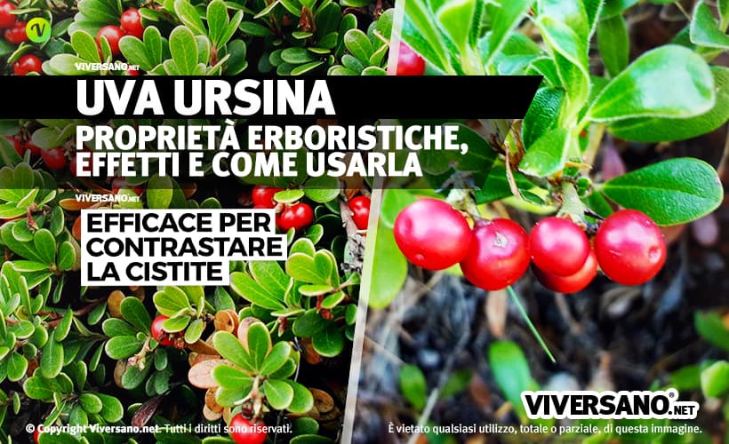 Foglie e frutti di uva ursina