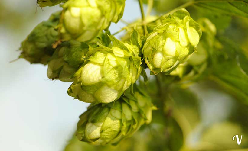 utilizzi del luppolo