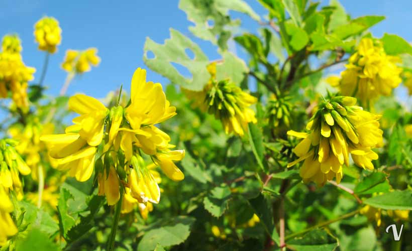 fieno greco benefici