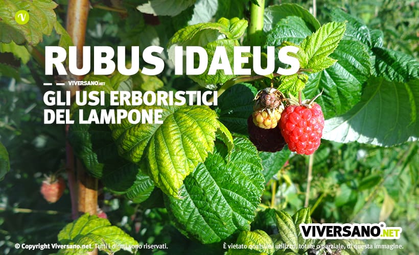 Pianta di lampone