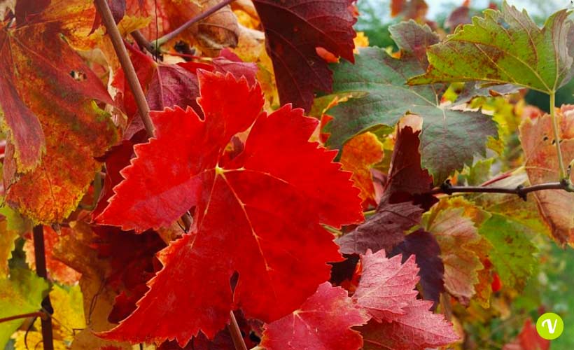 Vite rossa: proprietà, benefici e controindicazioni