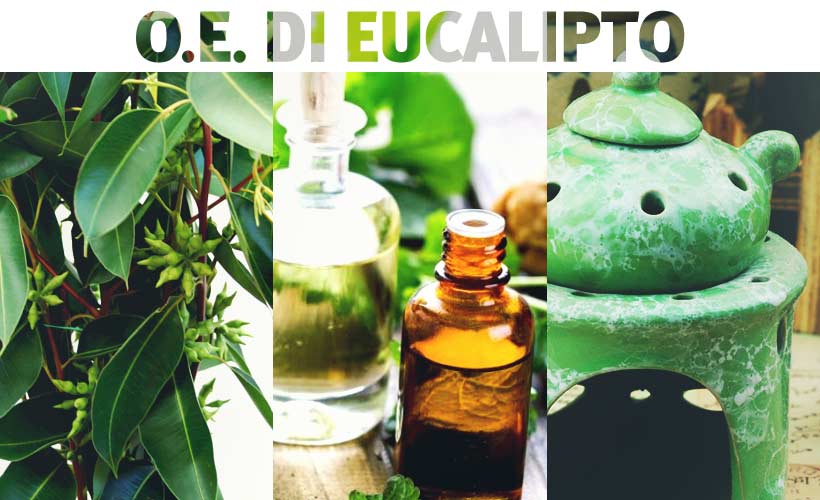 Olio essenziale di eucalipto