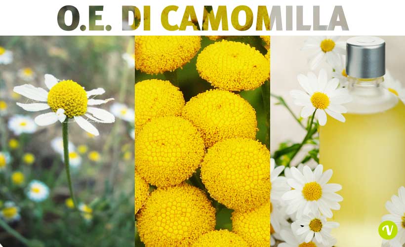 Olio essenziale di Camomilla