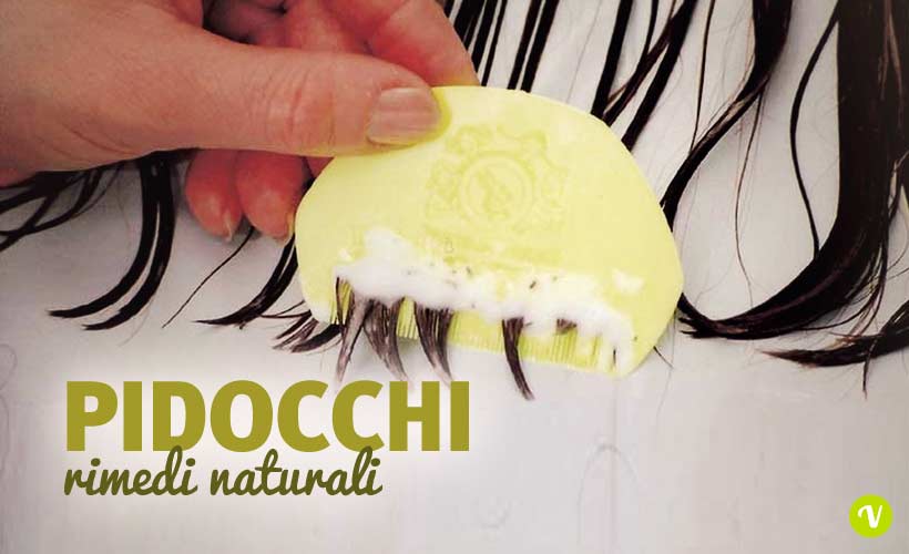 Pidocchi: rimedi naturali per la pediculosi