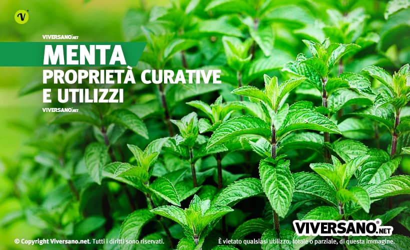 Le proprietà e gli utilizzi della menta