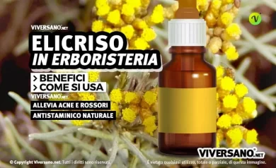 Fiori e foglie di elicriso giallo