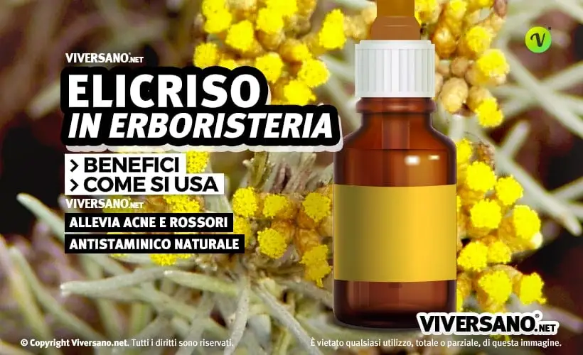 Fiori e foglie di elicriso giallo