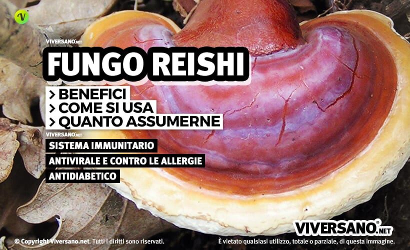 Ganoderma lucidum: proprietà e controindicazioni
