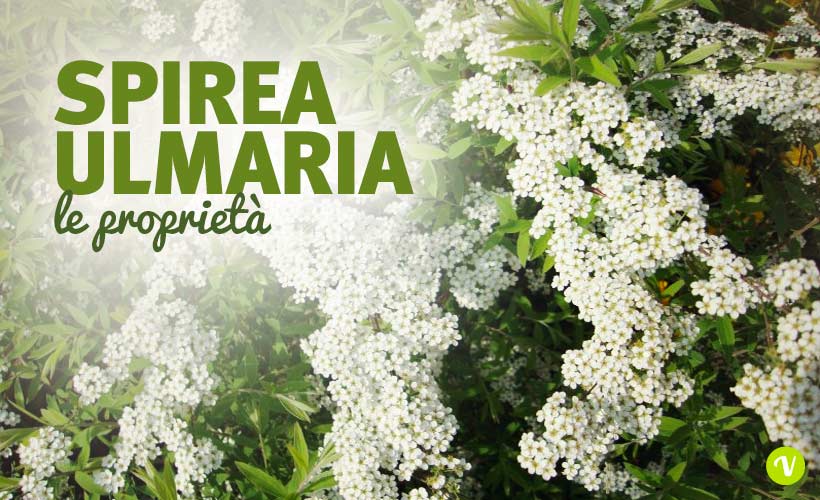 Spirea Ulmaria: proprietà e controindicazioni