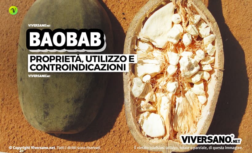 Frutto del baobab aperto