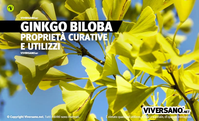 Pianta di ginkgo biloba con foglie