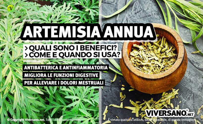 Artemisia annua in foglie fresche ed essiccate