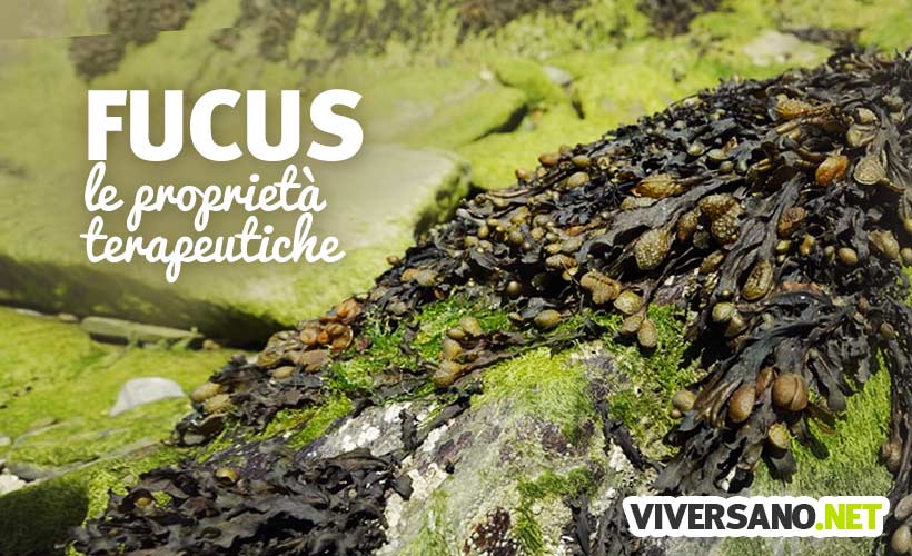 Alga Fucus: proprietà e controindicazioni