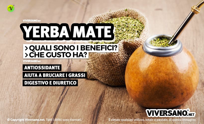 Yerba mate in polvere