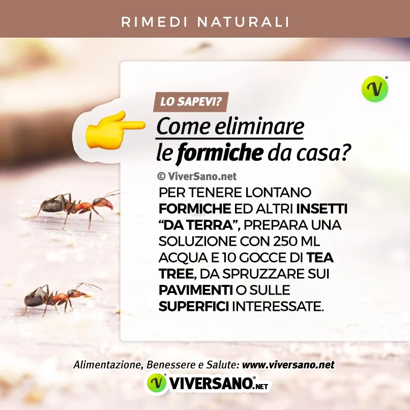 Infografica su come usare il tea tree per allontanare le formiche