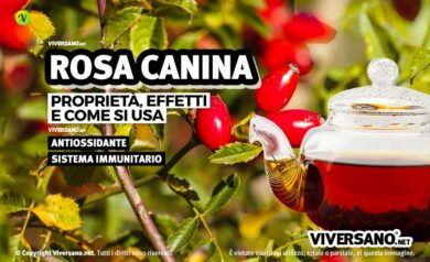 Rosa canina in bacche e foglie