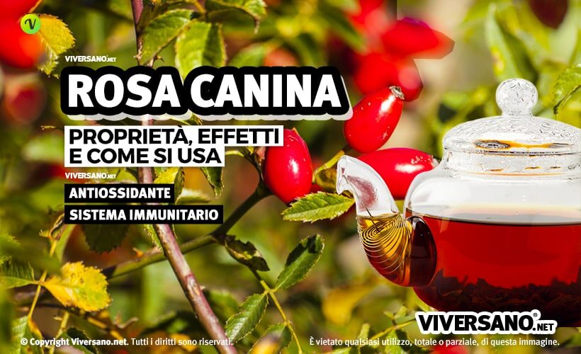 Rosa canina in bacche e foglie