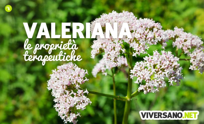 Valeriana contro insonnia, ansia e nervosismo