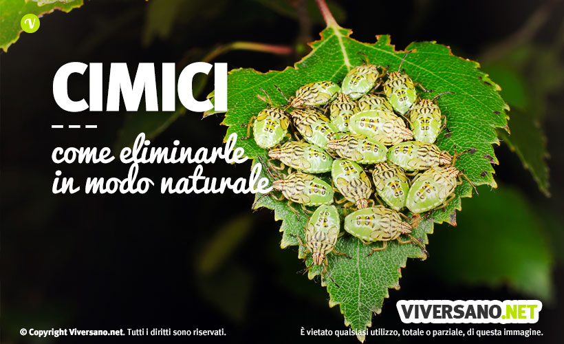 Come eliminare le cimici da casa con rimedi naturali