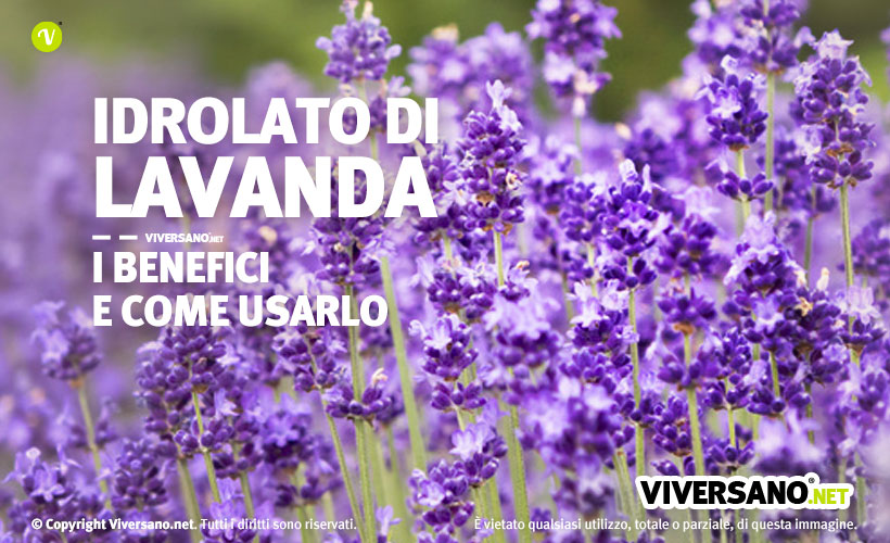 Fiori di lavanda da cui viene estratto l'idrolato