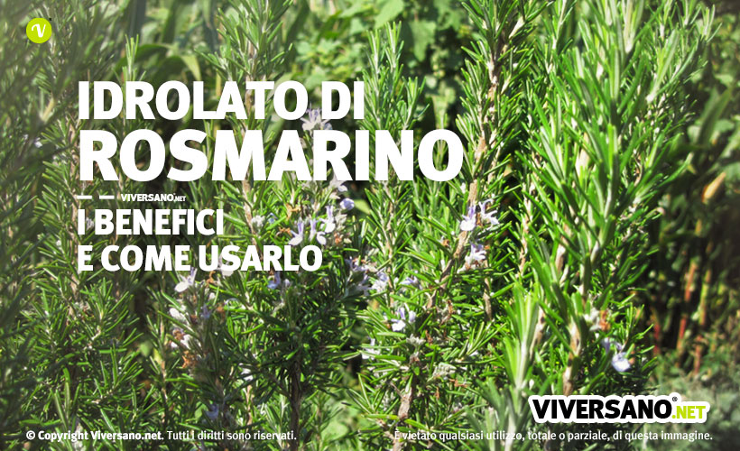 Foglie di rosmarino da cui viene estratto l'idrolato