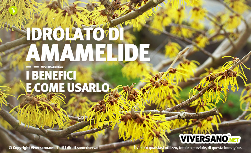 Pianta di amamelide per fare l'idrolato