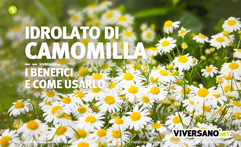 Fiori di camomilla da cui viene preparato l'idrolato