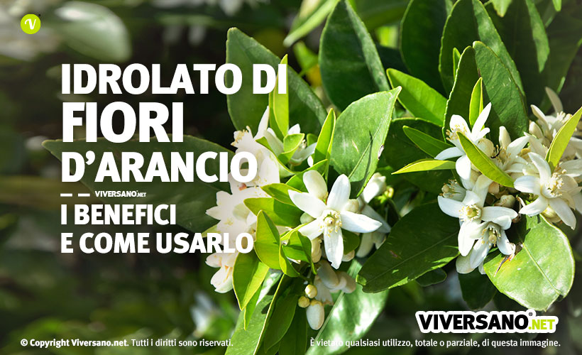 Fiori d'arancio per fare l'idrolato