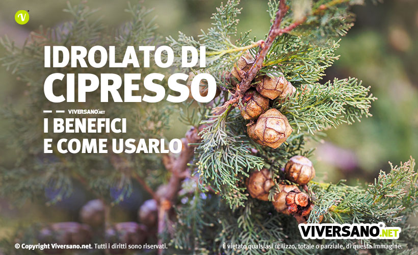 Pianta di cipresso da cui viene estratto l'idrolato