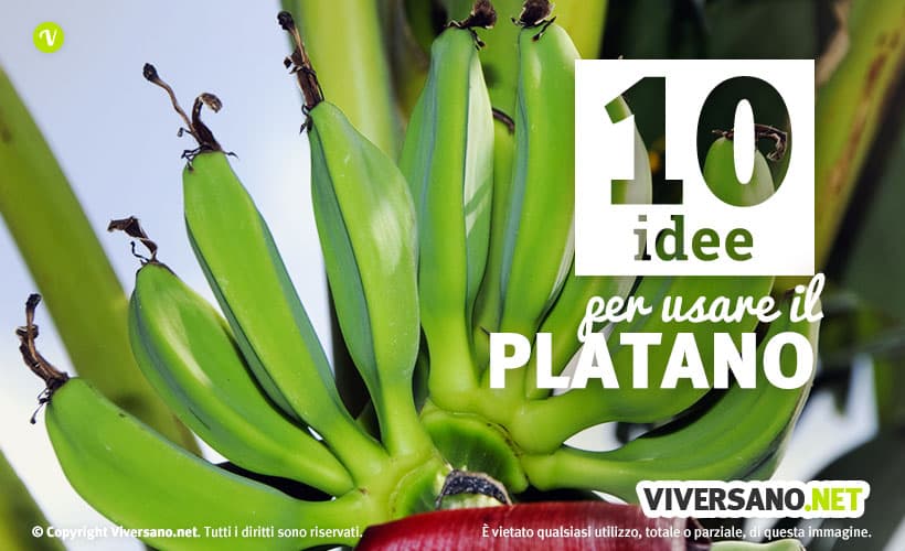 Cespo di platano verde